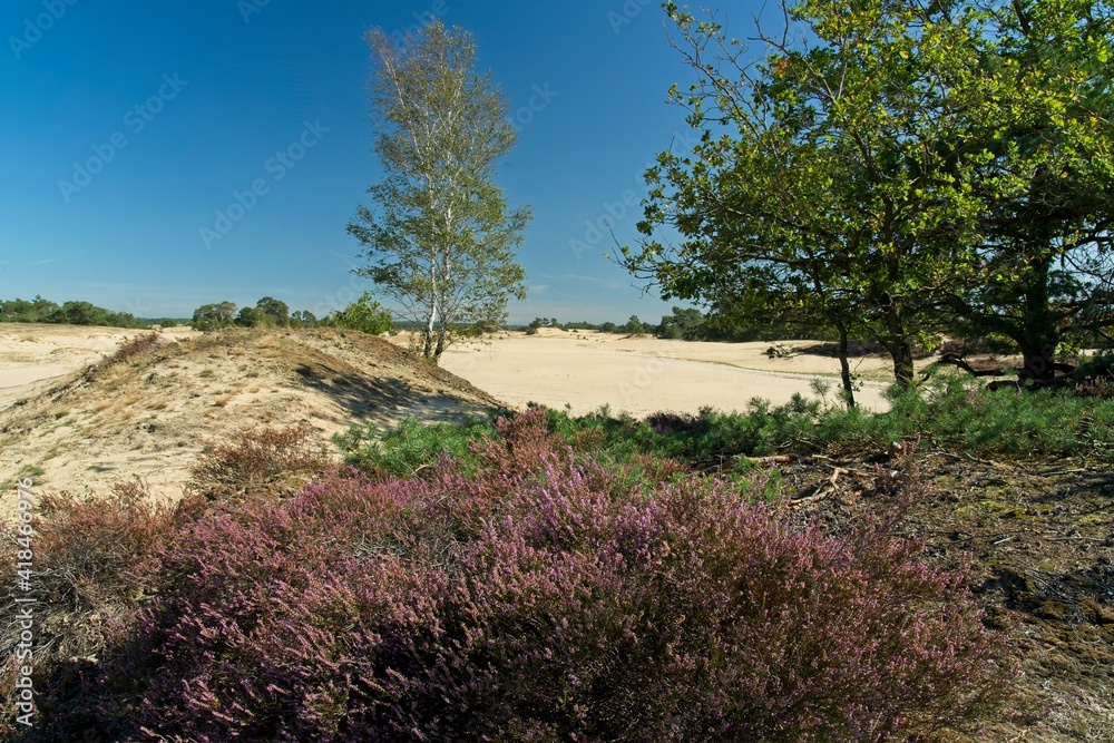 Kootwijk Netherlands - 18 September 2020 - Sand dunes in nature reserve Kootwijkerzand in the Netherlands Kootwijk Netherlands - 18 September 2020 - Sand dunes in nature reserve Kootwijkerzand in the Netherlands
