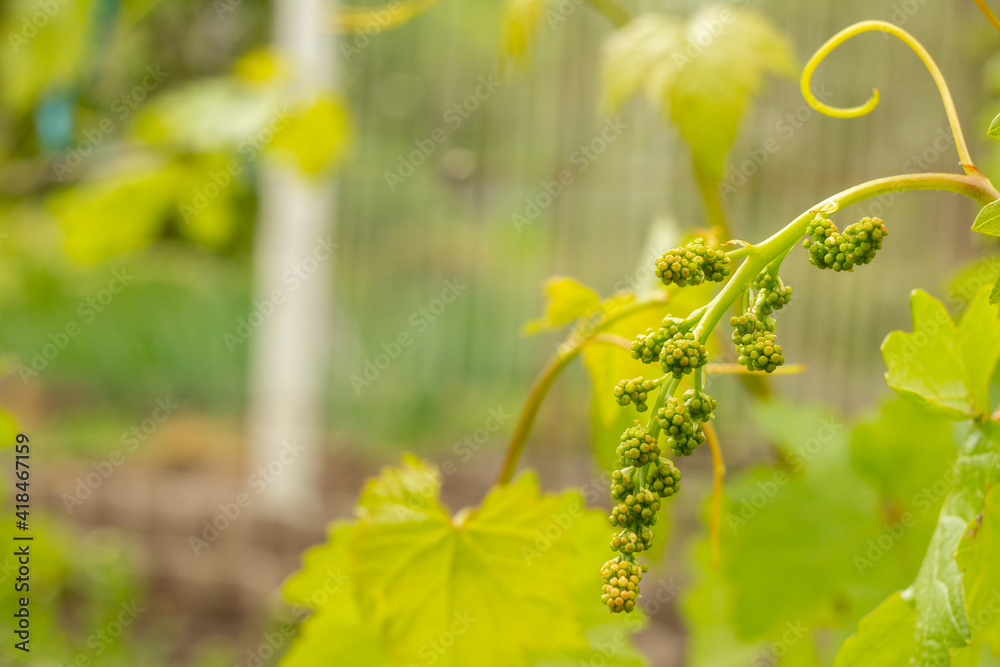 Unripe, young wine grapes in vineyard in early summer. Unripe, young wine grapes in vineyard in early summer.