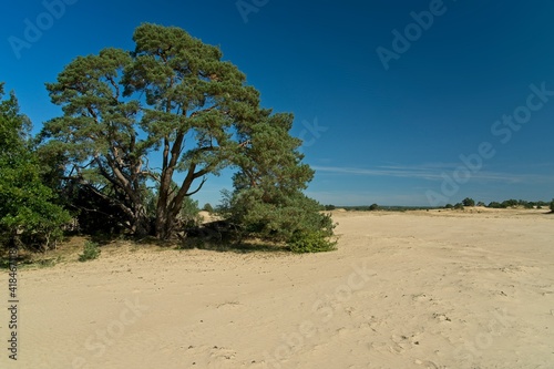 Kootwijk Netherlands - 18 September 2020 - Sand dunes in nature reserve Kootwijkerzand in the Netherlands © Bennekom