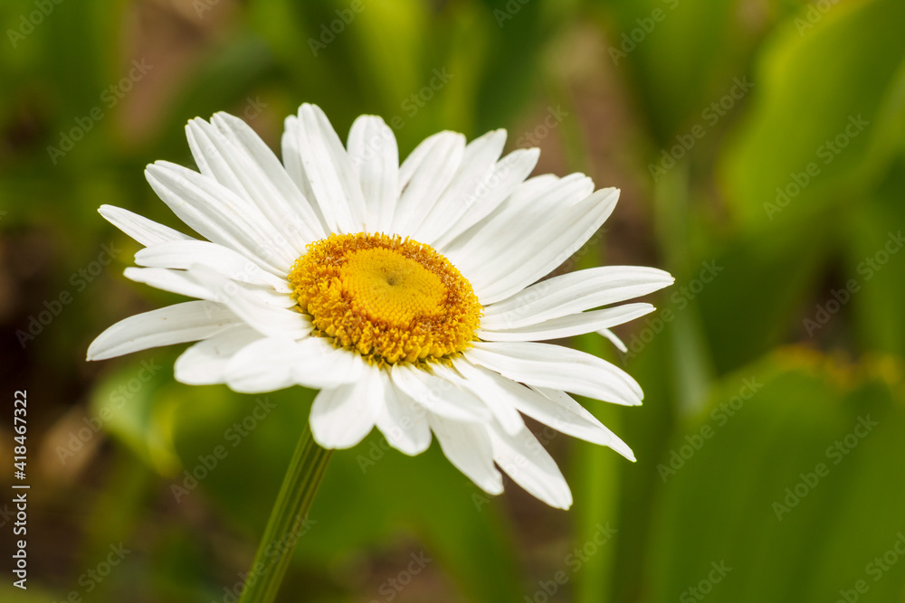 Bud of chamomile flower with blurred natural background Bud of chamomile flower with blurred natural background