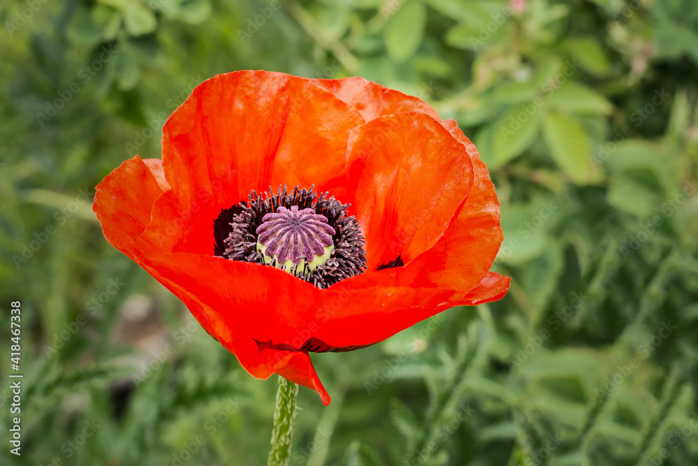 Fototapeta premium Close-up of red poppy flower in the garden.