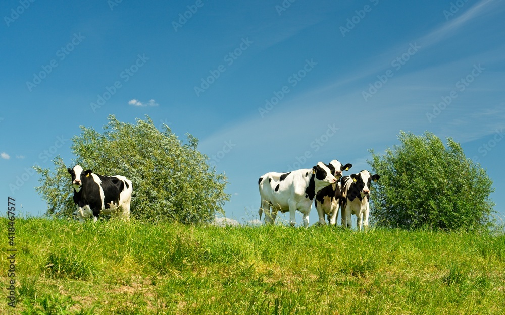 Renkum Netherlands - 29 May 2020 - Young cows in flood plains of Rhine near Renkum in the Netherlands 16