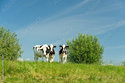 Renkum Netherlands - 29 May 2020 - Young cows in flood plains of Rhine near Renkum in the Netherlands 16
