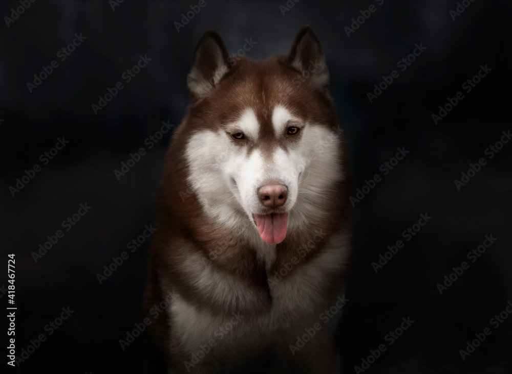 Dark portrait of a Siberian husky dog Beautiful man breed Siberian husky brown chocolate color male dog of husky in autumn leaves