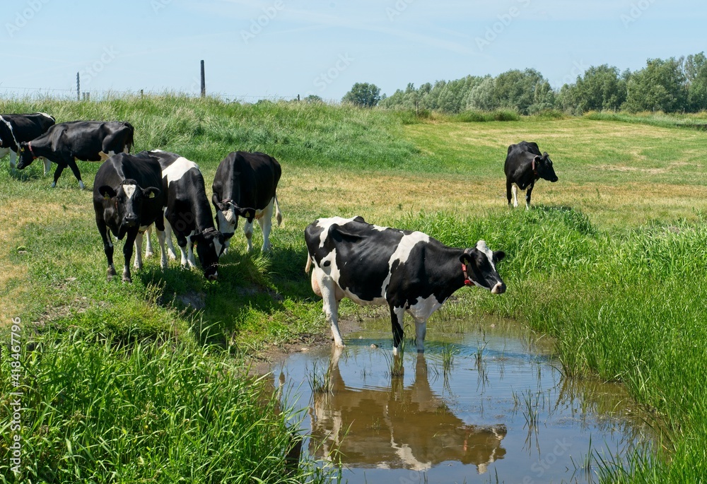 Renkum Netherlands - 29 May 2020 - Cows grazing in flood plains of Rhine near Renkum in the Netherlands Renkum Netherlands - 29 May 2020 - Cows grazing in flood plains of Rhine near Renkum in the Netherlands