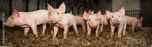 Alternative Schweinehaltung - eine Gruppe niedlicher Ferkel in einer Bucht mit Stroheinstreu, Symbolfoto. © Countrypixel