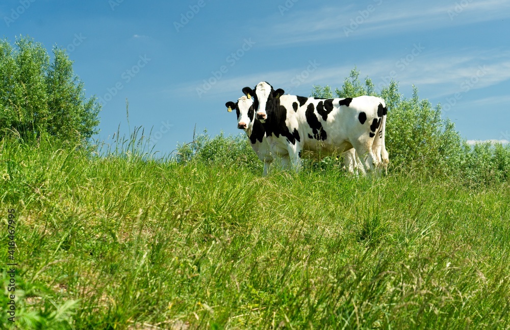 Fototapeta premium Renkum Netherlands - 29 May 2020 - Young cows in flood plains of Rhine near Renkum in the Netherlands 16