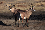 Two Roan antelopes (Hippotragus equinus) near waterholes.A pair of very rare antelopes near a muddy waterhole in a dry landscape.