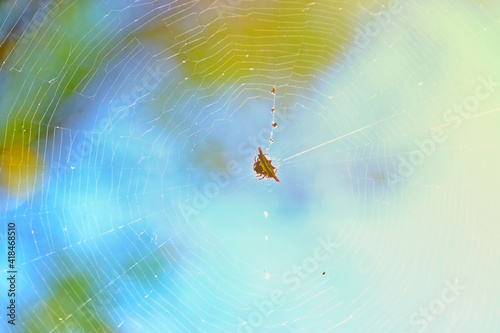 Doria's spiny spider (Gasteracantha doriae) on web with afternoon sunlight and blurred natural background. photo