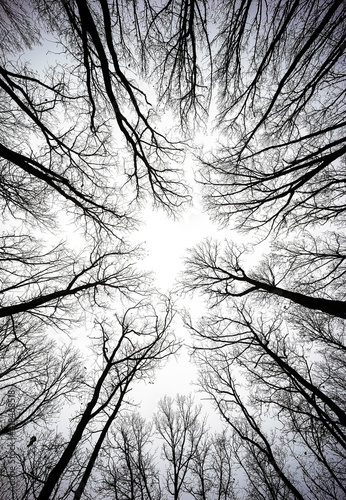 Trees in a forest with perspective wide angle of bare branchesof looking. Black and white concept.