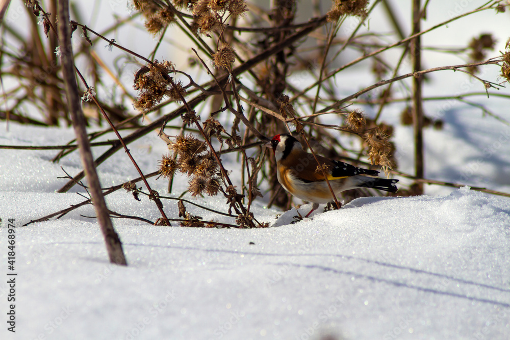 Fototapeta premium bird in the snow
