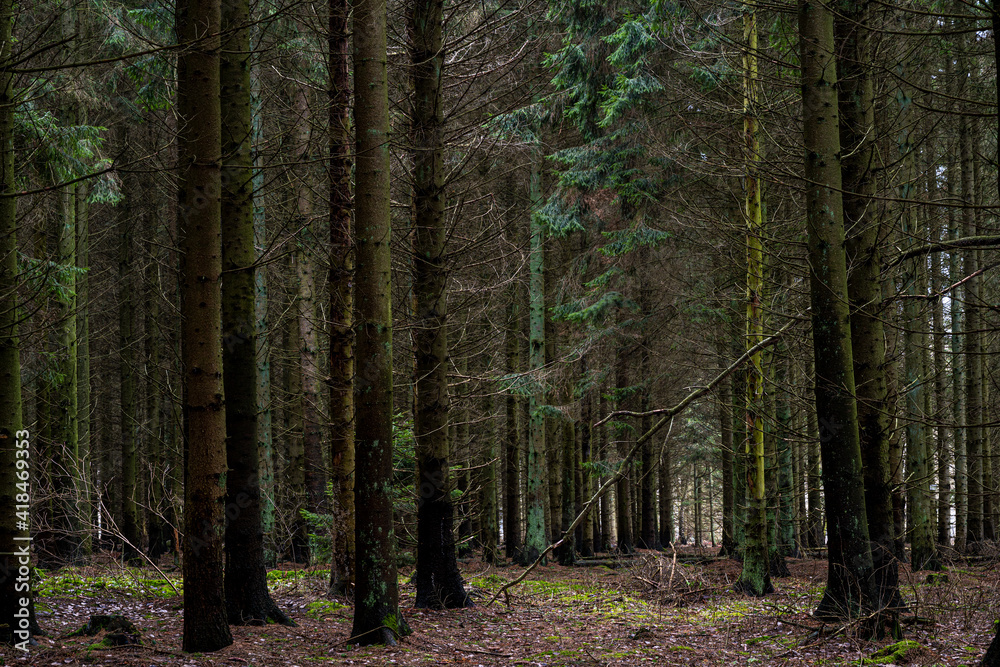 Fototapeta premium A beautiful dark pine forest. Picture from Scania county, Sweden