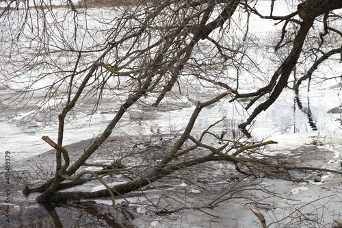 Tableau sur toile Spring ice drift on the river breaks the branches of a bare tree near the shore