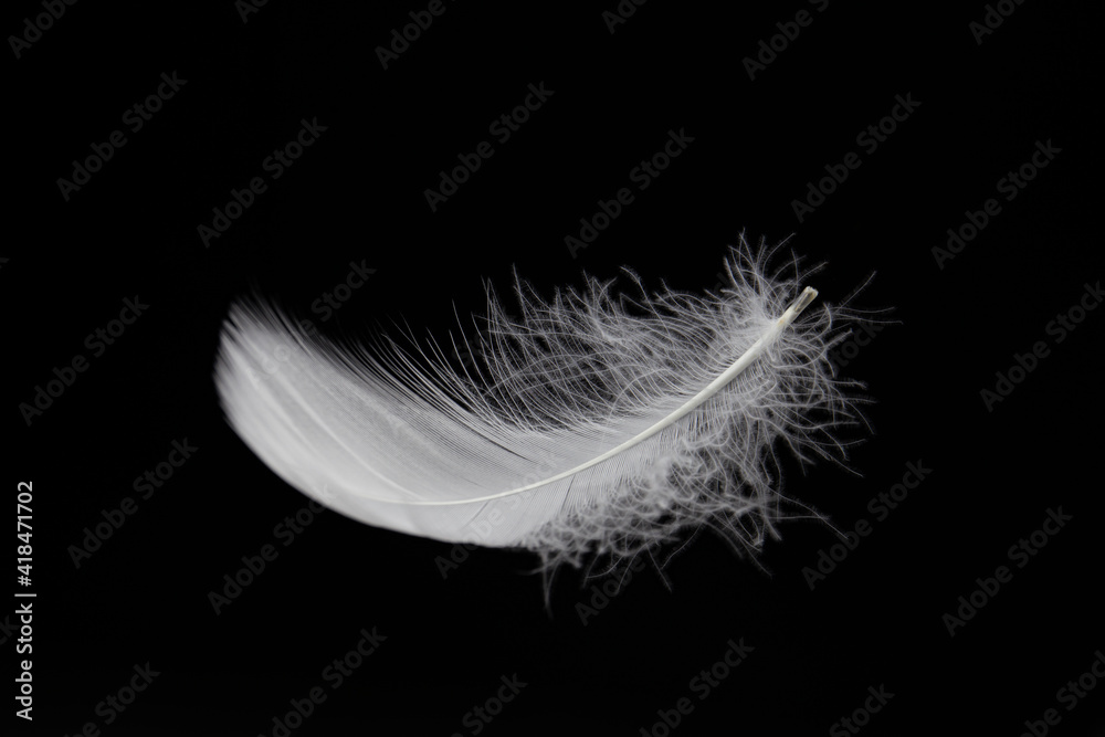 Obraz premium Soft and Light Feather Isolated on Black Background.