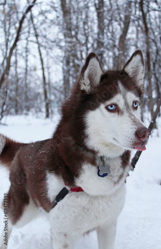 Husky in the woods