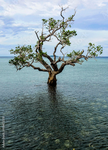 tree in the water