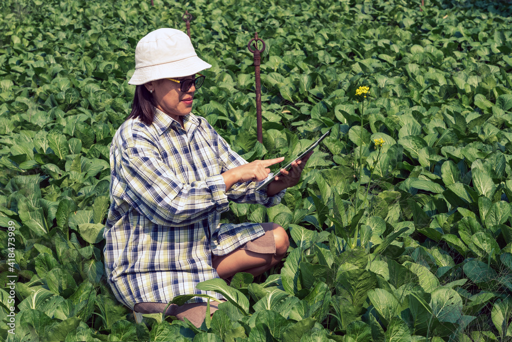 Asian farmer woman holds a digital tablet at an organic vegetable farm to monitor and control the quality of products to market them based on agriculture and technology concepts. Asian farmer woman holds a digital tablet at an organic vegetable farm to monitor and control the quality of products to market them based on agriculture and technology concepts.
