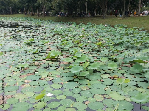 Lotus in the lake park