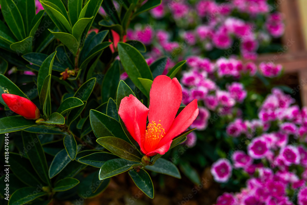 Camellia close-up in bloom