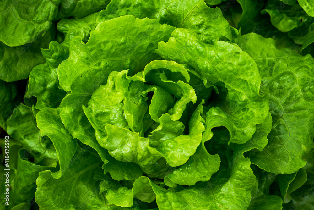 Closeup of rows of lettuce growing in the field Closeup of rows of lettuce growing in the field