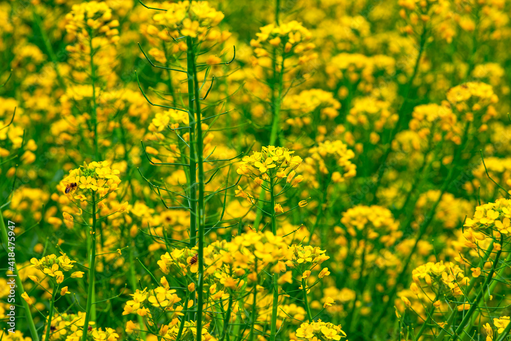 Golden lush blooming rapeseed, bees are collecting nectar Golden lush blooming rapeseed, bees are collecting nectar