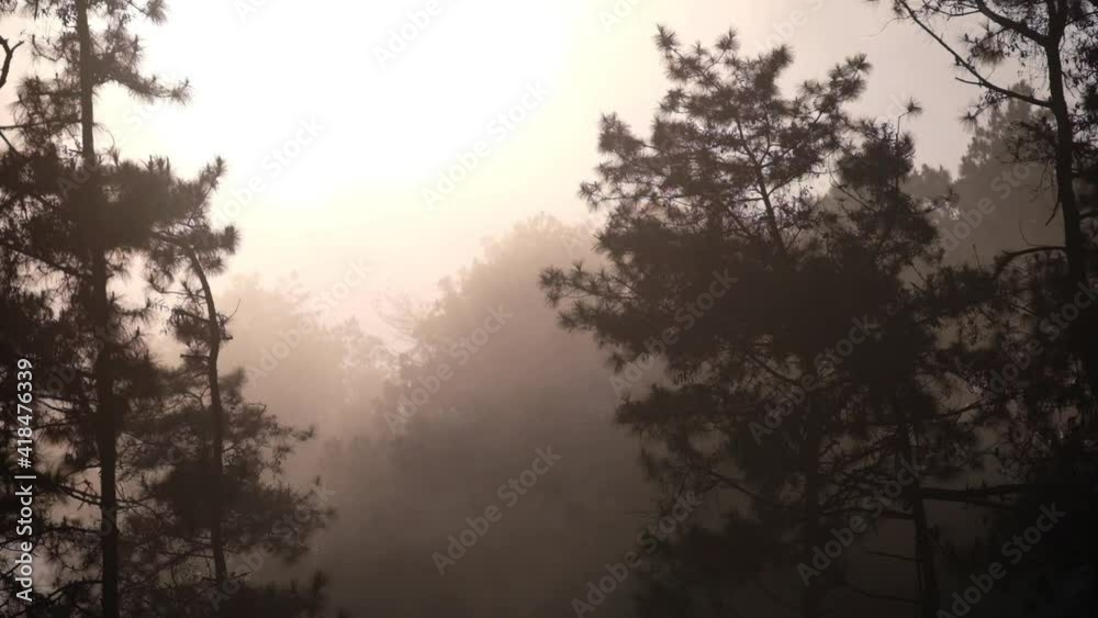 Greenery rainforest and trees on foggy day Greenery rainforest and trees on foggy day