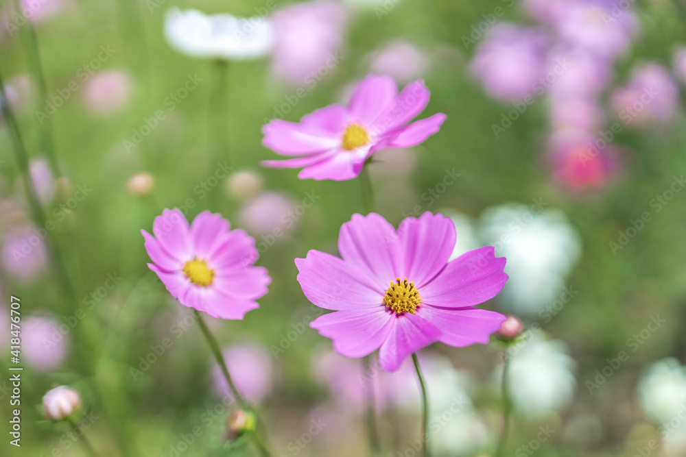 Purple cosmos flower in the daytime flower garden Purple cosmos flower in the daytime flower garden