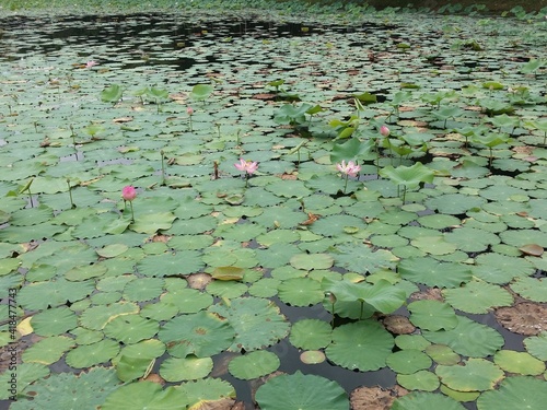Lotus in the lake part 2