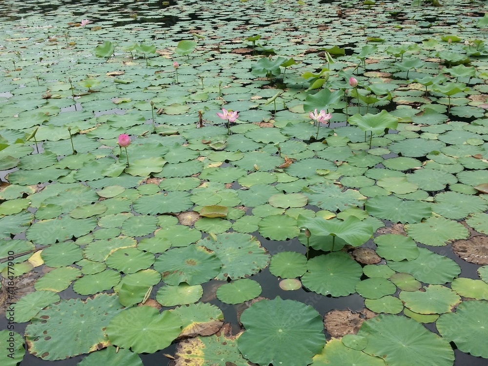 Lotus in the lake park 3 Lotus in the lake park 3