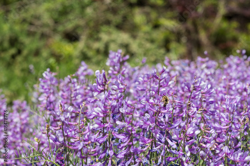 a bunch of purple  lupin