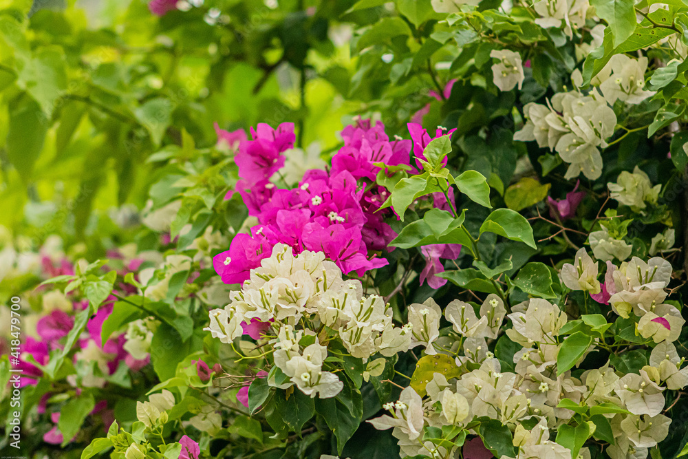 Flores primavera, floral