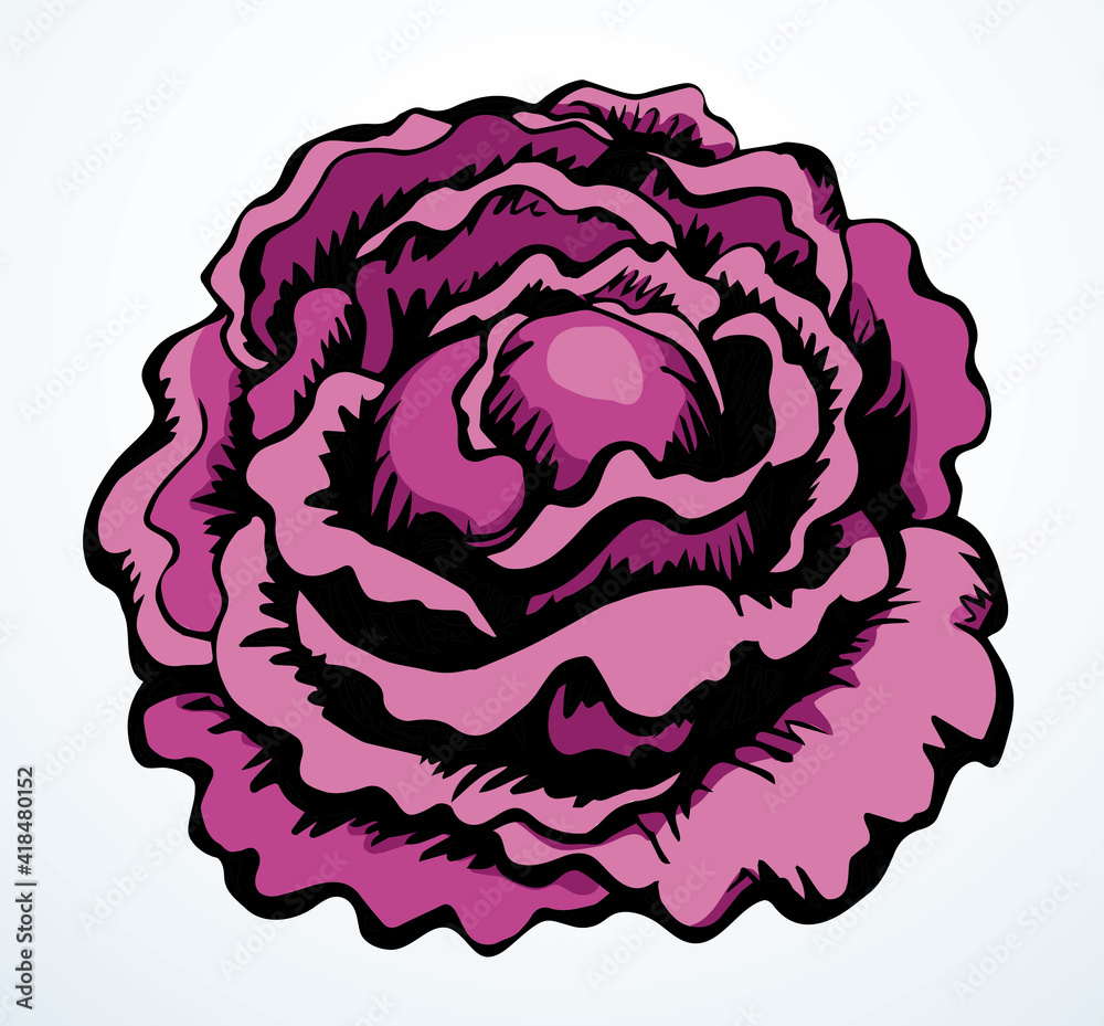 Obraz premium Cabbage. Vector drawing icon sign