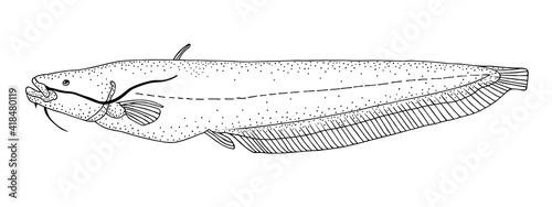 Wels catfish. Hand drawn black pencil realistic illustration.