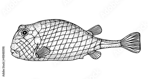 Bony fish. Black hand drawn realistic outline vector image.