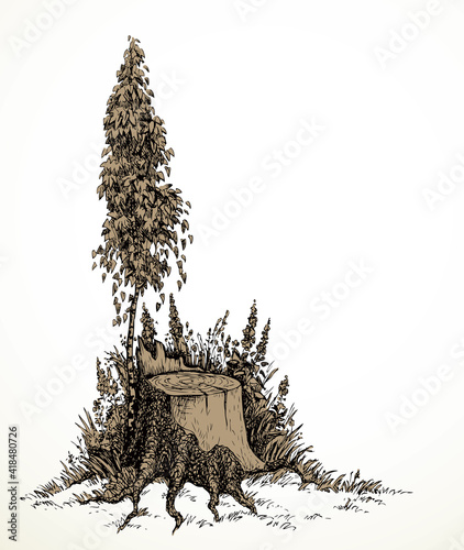 Vector image. Young birch tree grew around an old stump