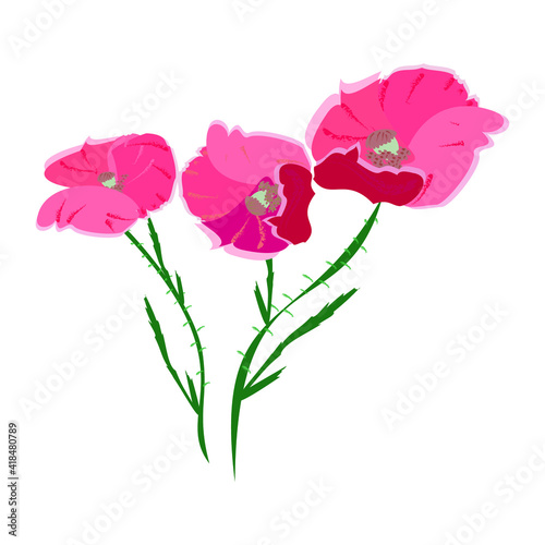 Poppies flowers red with pink with green leaves, blank for a postcard