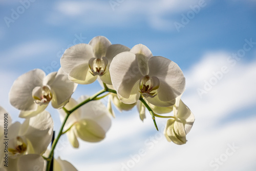 Fototapeta Naklejka Na Ścianę i Meble -  White orchid flowers, variety Phalaenopsis, with the sky in the background.