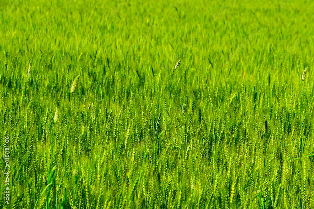 Wheat? Landscape 