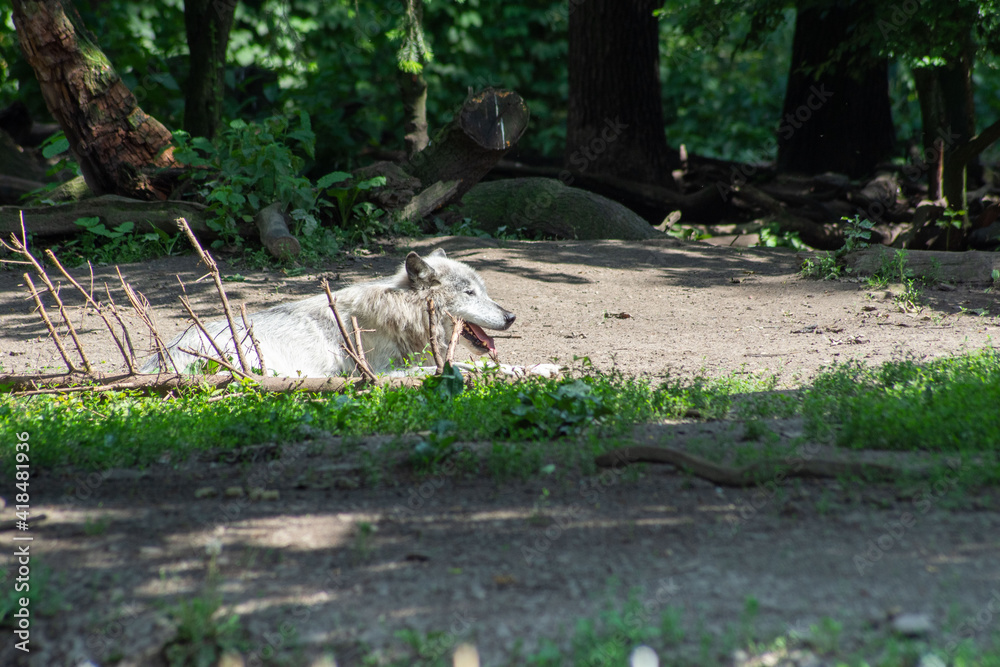 a white wolf is resting in the sun a white wolf is resting in the sun