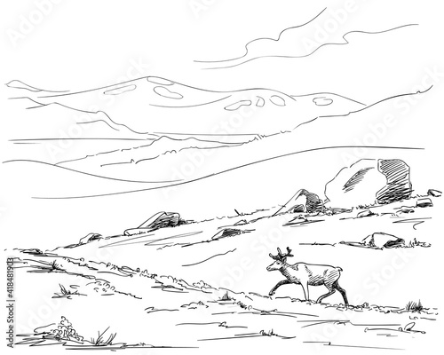 reindeer hand drawn sketch animal north Lapland