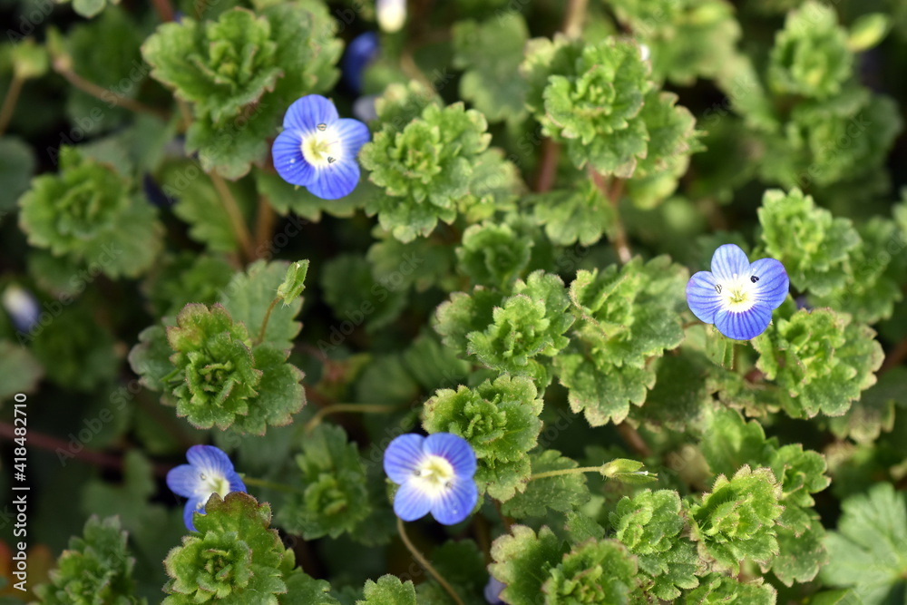 Winzige blaue Blüten eines Persischen Ehrenpreis Winzige blaue Blüten eines Persischen Ehrenpreis