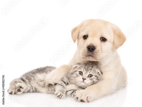 Friendly Golden retriever puppy hugs a tabby kitten. isolated on white background