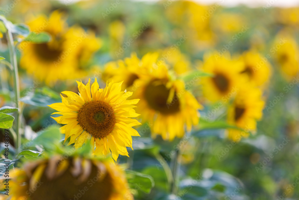 Beautiful field of yellow sunflowers Beautiful field of yellow sunflowers