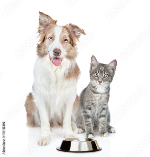 Fototapeta Naklejka Na Ścianę i Meble -  Border collie dog and kitten sit together with empty bowl. Isolated on white background