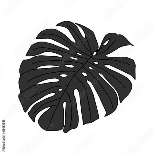 Illustration of a gray leaf monstera isolated on a white background photo