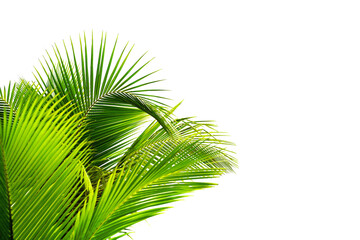 Green palm leaves white background isolated closeup, palm leaf corner border, palm branches frame, palm tree, tropical foliage banner, exotic pattern, decoration, design element, empty text copy space