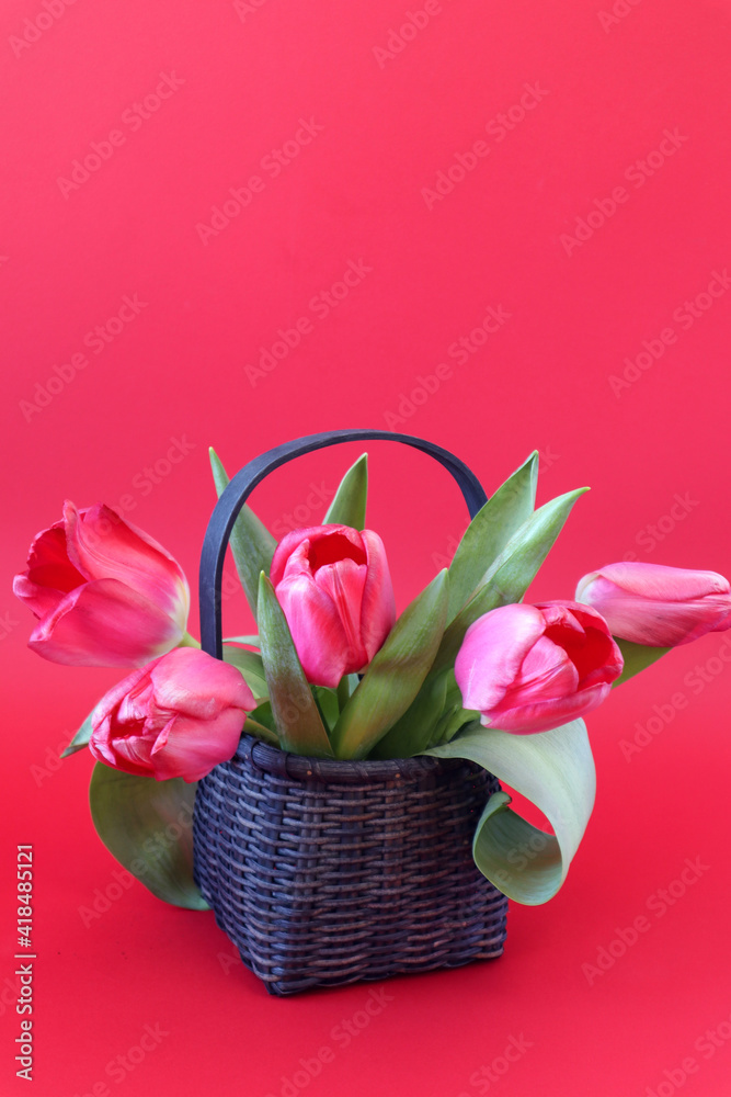 A bouquet of scarlet tulips in a wicker basket on a scarlet background, vertical frame