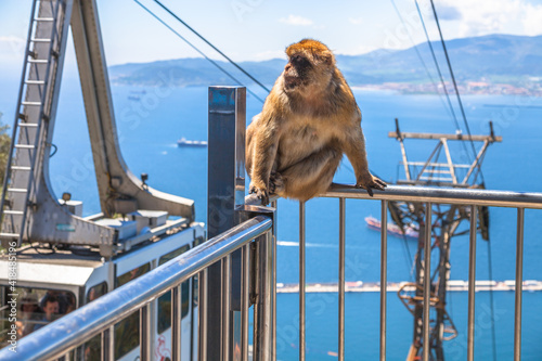 Gibraltar, United Kingdom - April 24, 2016: a famous wild macaque in Upper Rock Natural Reserve. On background the cable car that leads to Gibraltar Rock.