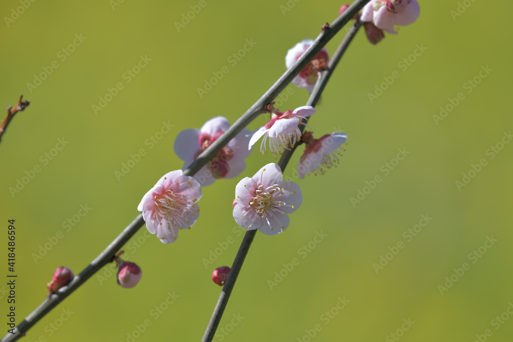 Cute pale pink plum blossoms against a green background Cute pale pink plum blossoms against a green background