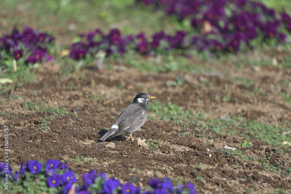 Garden pansies and a cute little bird Garden pansies and a cute little bird